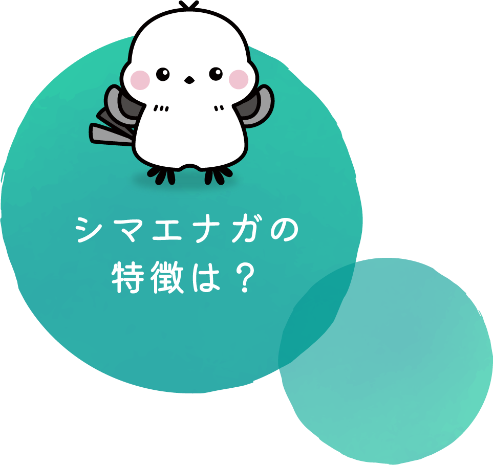 シマエナガの特徴は？